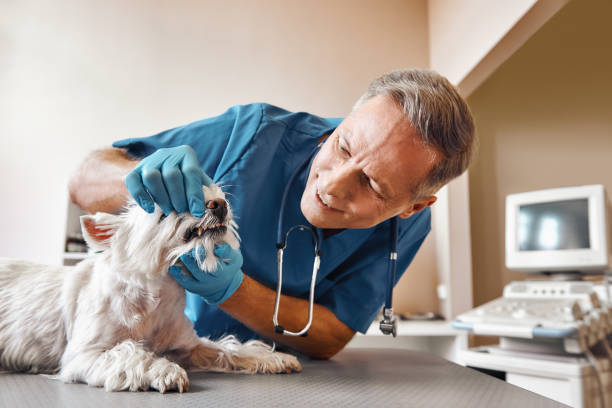 Best Pediatric Emergency Dentist in Evart, MI
